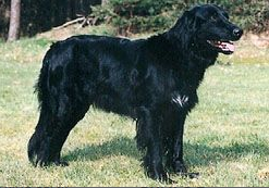 Gana aus dem Emsland